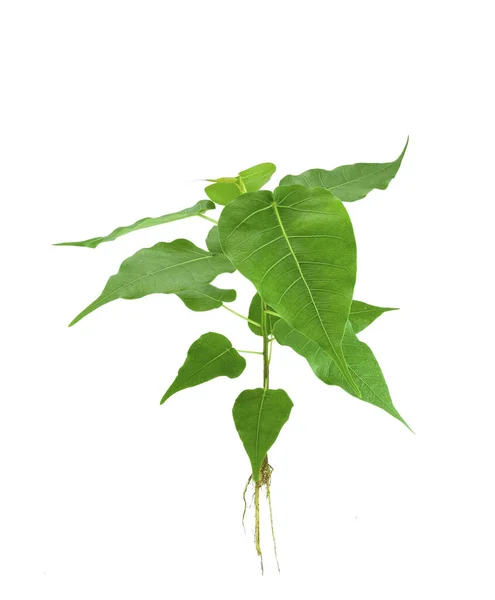 Árbol Aislado Bodhi Sobre Fondo Blanco — Foto de Stock