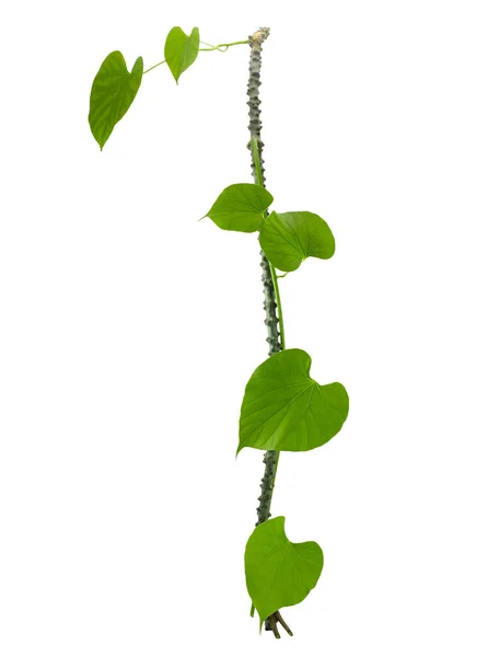 Tinospora Cordifolia Hierba Vid Llamando Nombre Común Como Guduchi Giloy — Foto de Stock