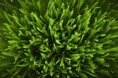 Buğday çim arkaplanının üst görünümü