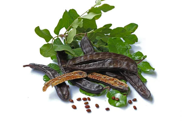 Beyaz arka planda keçi boynuzu; Ceratonia silikası