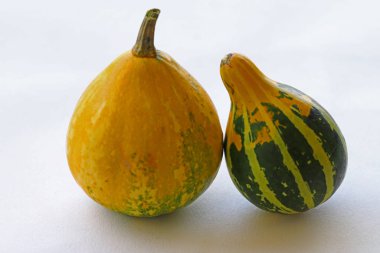 small colorful ornamental pumpkins
