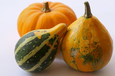small colorful ornamental pumpkins