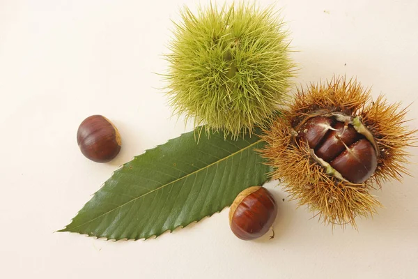 Castagne Sfondo Bianco — Foto Stock