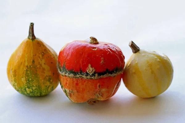 Pequeñas Calabazas Ornamentales Coloridas —  Fotos de Stock