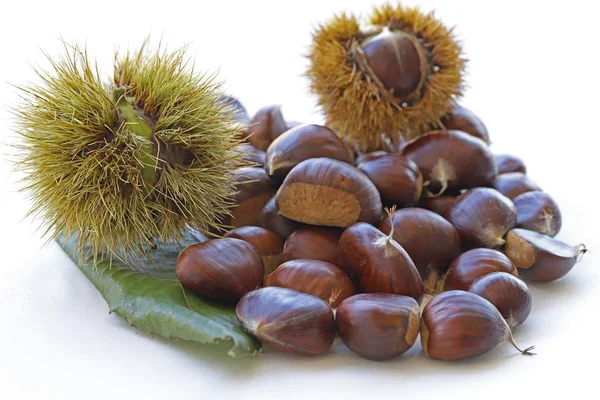 Castagne Sfondo Bianco — Foto Stock