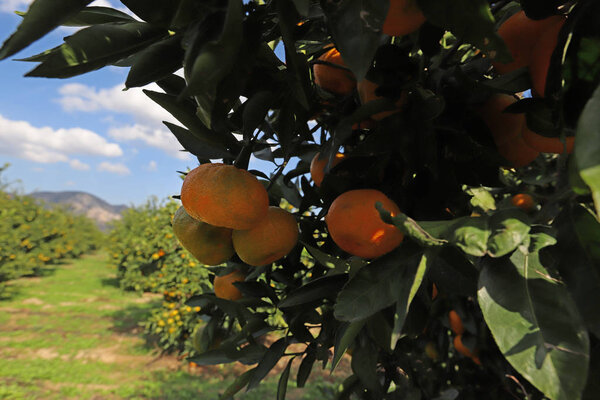 Natural tangerine trees and berries in the garden.