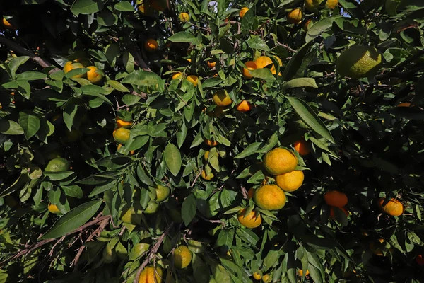 Természetes Mandarin Fák Bogyók Kertben — Stock Fotó