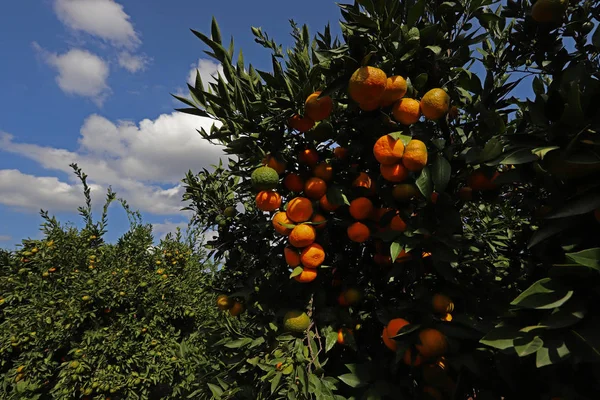 Natural Tangerine Trees Berries Garden — Stock Photo, Image