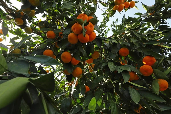 花园里的天然橘树和浆果 — 图库照片