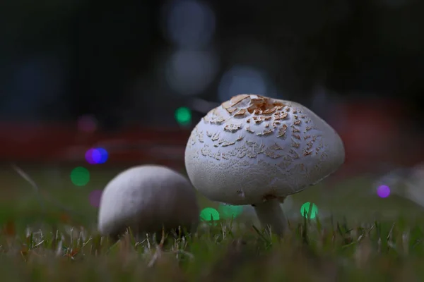 Witte Gras Champignons Steken Uit Van Het Gras Natuur — Stockfoto