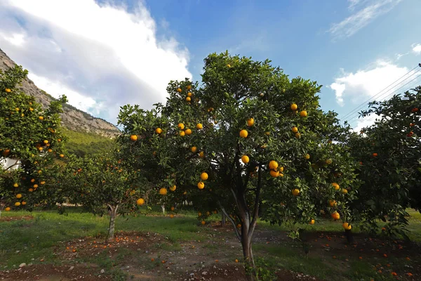 Naranjos Frutas Maduras Jardín — Foto de Stock