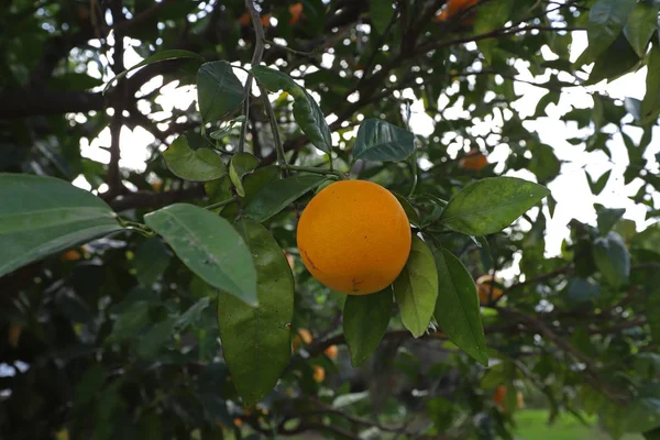 Aranci Frutti Maturi Giardino — Foto Stock