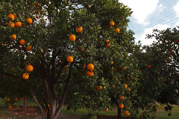 Orangers Fruits Mûrs Dans Jardin — Photo