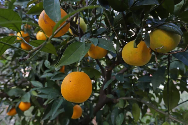 庭のオレンジの木と熟した果物 — ストック写真