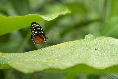 Helikonius yaprak üzerinde kelebek