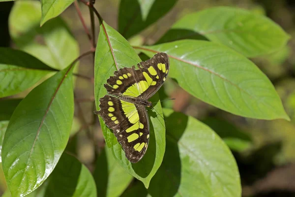 Siproeta Stelenes Borboleta Planta — Fotografia de Stock