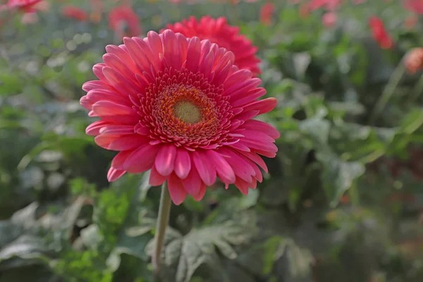 Świeże Kwiaty Gerbery Uprawiane Szklarni — Zdjęcie stockowe
