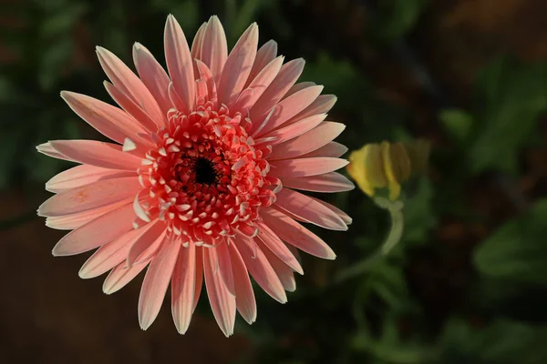 Άνθη Ζέρμπερας Που Καλλιεργούνται Στο Θερμοκήπιο — Φωτογραφία Αρχείου