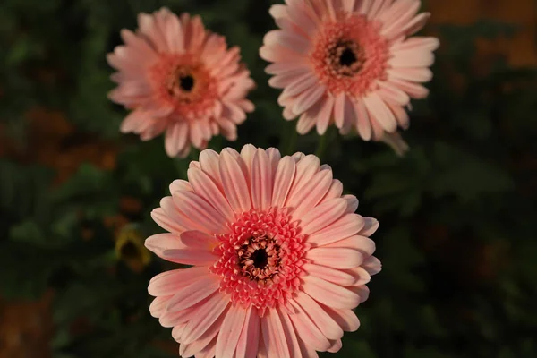 温室で栽培された新鮮なガーベラの花 — ストック写真