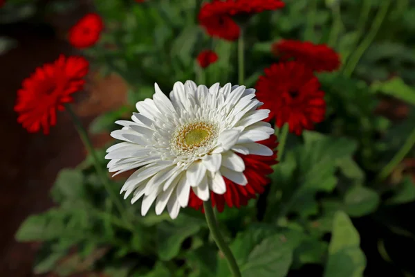 温室で栽培された新鮮なガーベラの花 — ストック写真