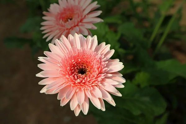 温室で栽培された新鮮なガーベラの花 — ストック写真