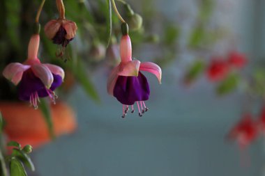 Bahar mevsiminde açan küpe çiçekleri.