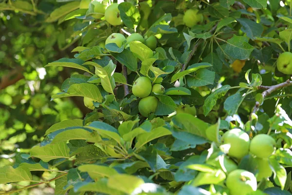 Apple Tree Green Berries — Stock Photo, Image