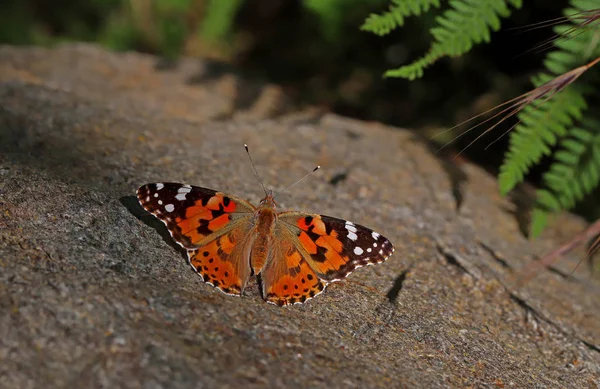 Borboleta Espinhosa Vanessa Cardui — Fotografia de Stock