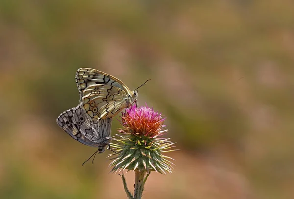 Farfalla Anatolica Melikesi Melanargia Larissa — Foto Stock