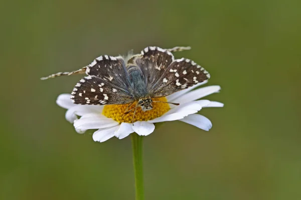 Aegean Hoppy Butterfly Pyrgus Melotis — Stok fotoğraf