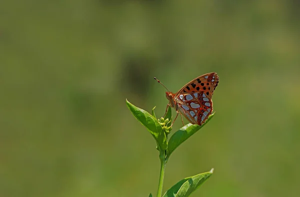 Spanya Kraliçesi Ssorya Lathonia — Stok fotoğraf