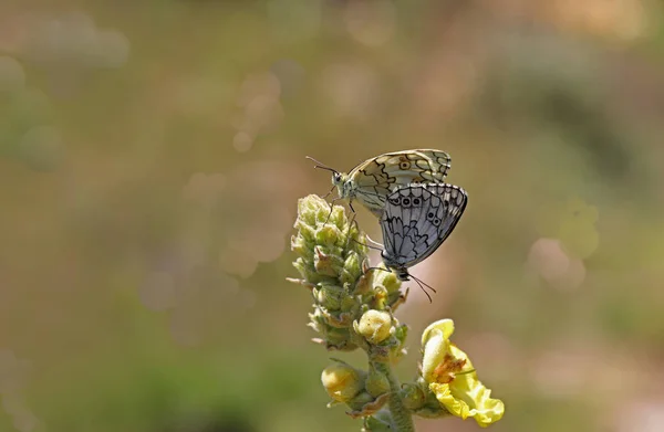 Anatolian Melikesi Butterfly Melanargia Larissa — Stock Photo, Image