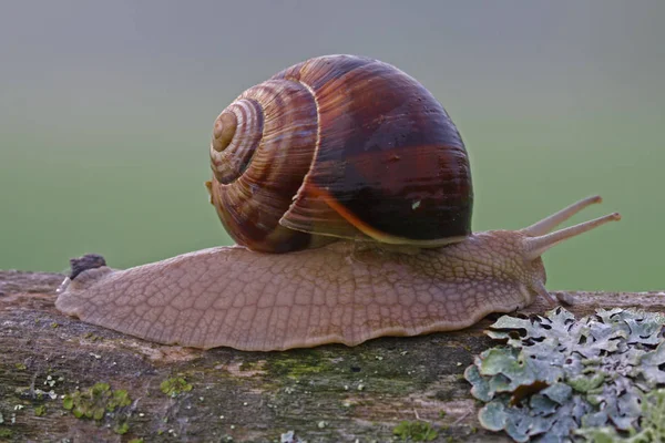 Besouro Caracol Gastropoda Toco Árvore — Fotografia de Stock