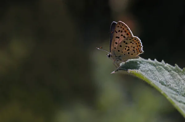 Мідний Метелик Содового Кольору Тимур Лікаєна — стокове фото