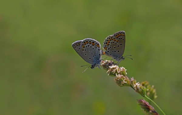 Mariposa Ojos Marrones Anatolia Plebejus Modicus —  Fotos de Stock