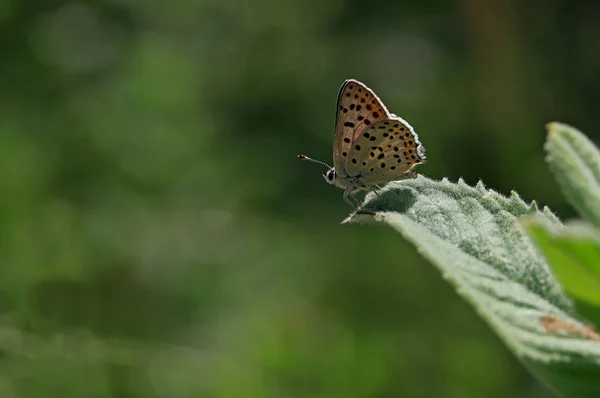 Papillon Cuivre Suie Lycaena Tityrus — Photo