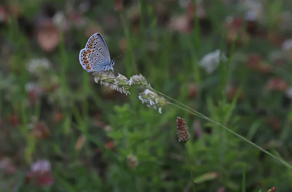 Anatolian Brown Eyed Butterfly Plebejus Modicus — 스톡 사진