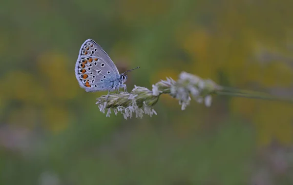 Anatóliai Barna Szemű Pillangó Plebejus Modicus — Stock Fotó