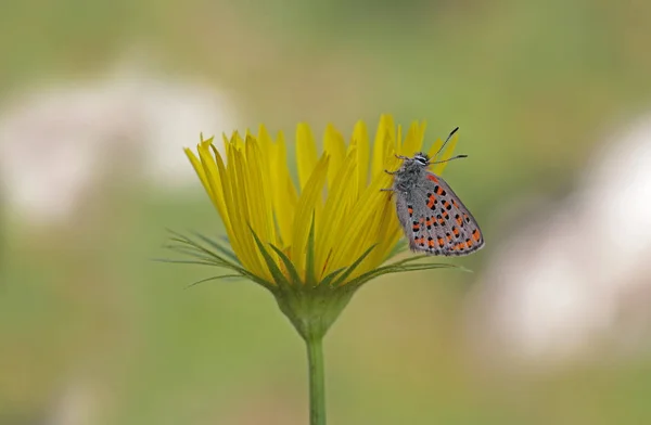 Papillon Méditerranéen Tomares Nesimachus — Photo