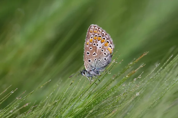 Papillon Bleu Aux Yeux Multiples Polyommatus Icarus — Photo