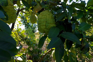 Bahçedeki Bergamot ağaçları ve meyveleri