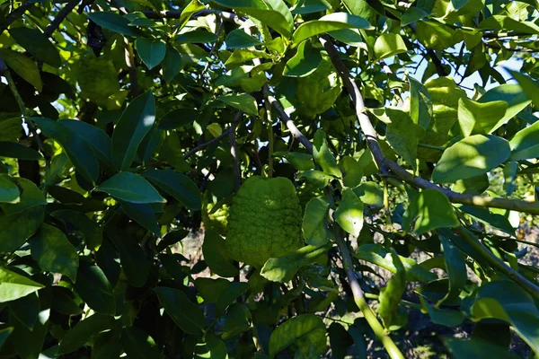 Bergamot Trees Berries Garden — Stock Photo, Image