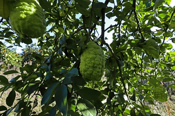 Bergamot Trees Berries Garden — Stock Photo, Image