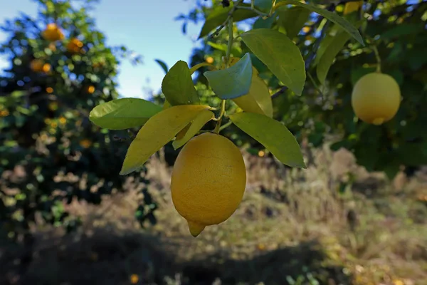 Limon (limon) ağaçlar ve meyveler bahçede.
