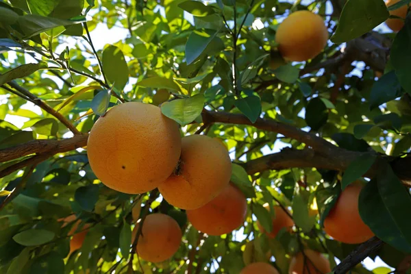 Ogrodzie Drzewa Owoce Grejpfrutowe Citrus Paradisi — Zdjęcie stockowe