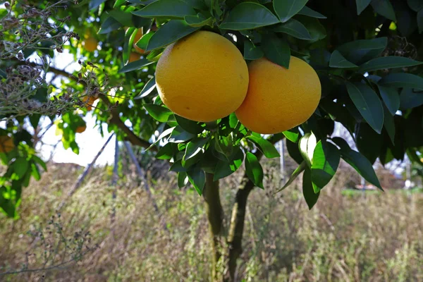 Nel Giardino Pompelmo Citrus Paradisi Alberi Frutti — Foto Stock