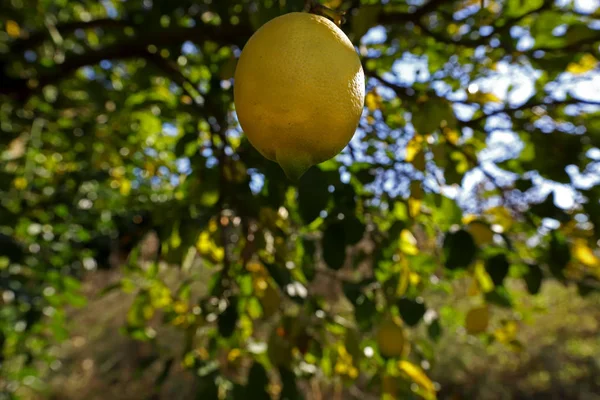 Lemon (Citrus lemon) trees and berries in the garden.