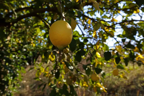 Alberi Limone Agrumi Limone Bacche Giardino — Foto Stock