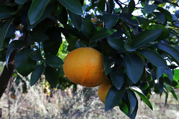 Ogrodzie Drzewa Owoce Grejpfrutowe Citrus Paradisi — Zdjęcie stockowe