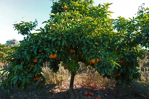 Kertben Grapefruit Citrus Paradisi Fák Gyümölcsök — Stock Fotó